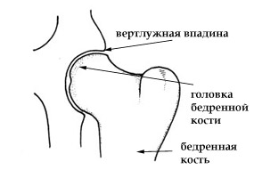 Тазостегновий суглоб (ТБС) - один з найбільших суглобів у людини
