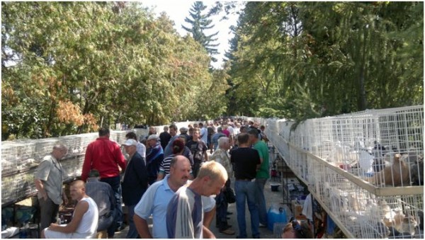 Виставка-продаж голубів в Києві (Україна) в серпні 2011 року