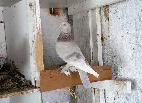 Їх розведення поширене серед досвідчених заводчиків бойних голубів