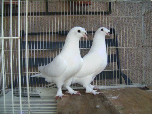 До категорії елітних птахів відносяться бійні з молочно - білим кольором пір'я