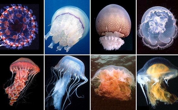 Сцифомедузи живуть кілька місяців