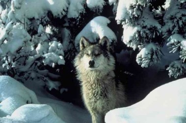 1 березня 2012, 11:53 Переглядів:   Зростання популяції вовків в Україні потрібно радикально стримувати - експерт